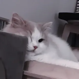 💗 кошка, милый, животное, питомец, кошачий, домашний, котенок telegram sticker