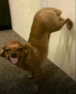 😛 dog whatsapp sticker