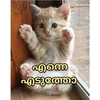 😂 എന്ന എടുത്തുതോ kat, schattig, kitten telegram sticker