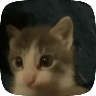 💋 猫, 小猫, 可爱, 宠物, 动物 telegram sticker