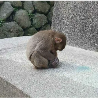 😖 animale, scimmia, triste, natura whatsapp sticker