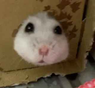 😳 hamster, pet, cute, animal, rodent telegram sticker