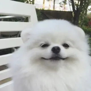 🐩 dog, puppy, cute, animal, pet, pomeranian telegram sticker