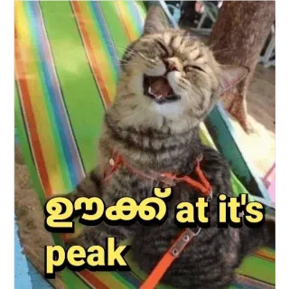 Cat Malayalam @sticker_pack_channel — @stckrRobot telegram stickers