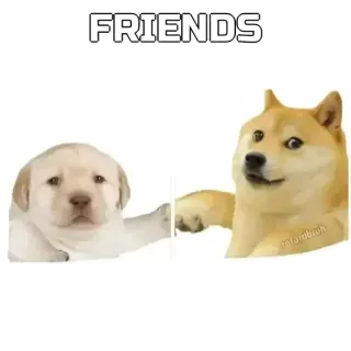 🤜 FRIENDS psy, przyjaźń, szczeniak, mem whatsapp sticker