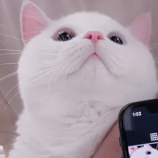 🐾 แมว, สัตว์เลี้ยง, แมวขาว, สัตว์, น่ารัก whatsapp sticker