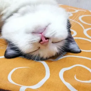 🌟 mèo, động vật, ngủ, dễ thương, mèo nhà, thú cưng whatsapp sticker