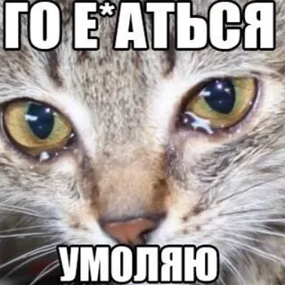😢 ГО Е*АТЬСЯ
УМОЛЯЮ gatto, meme, piangere, divertente, espressione, animale telegram sticker