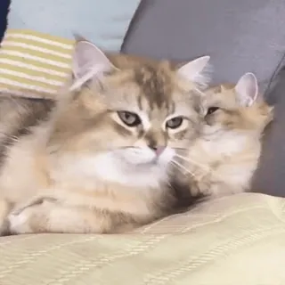 🤭 고양이, 새끼 고양이, 귀여운, 애완동물, 동물, 집고양이, 고양이과, 포유류 telegram sticker