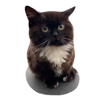 ☺️ gato, animal, mascota, animal doméstico, mamífero telegram sticker