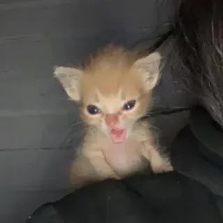 🤩 kitten, angry, cat, small, cute, yelling telegram sticker