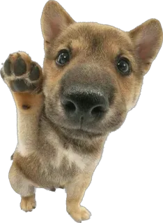 ✋ หมา, ลูกหมา, สัตว์, น่ารัก, สัตว์เลี้ยง, อุ้งเท้า, โบกมือ telegram sticker