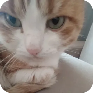 🐱 cat, pet, animal, domestic cat, feline, cute, ginger cat telegram sticker