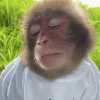 😒 singe, animal, nature, faune, mammifère whatsapp sticker