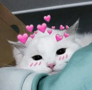 💕 gatto, cuori, carino, animale, animale domestico telegram sticker