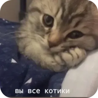 🐱 ВЫ ВСЕ КОТИКИ whatsapp sticker