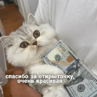 😃 спасибо за открыточку, очень красивая แมว, เงิน, ขอบคุณ, สวย, ลูกแมว, น่ารัก telegram sticker