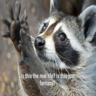 🧐 Is this the real life? Is this just fantasy? енот, фэнтези, реальная жизнь, животное, мем, вопрос telegram sticker