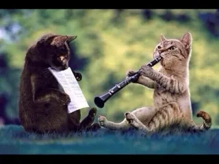 💃 cats, music, clarinet, sheet music, animals, humor telegram sticker