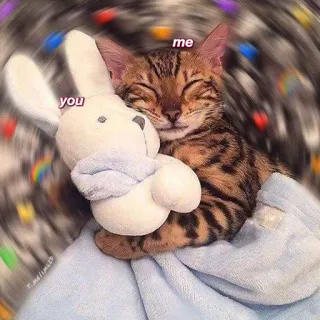 ❤️ me you chat, jouet, amour, mignon, câlin, mème telegram sticker