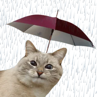 ☔️ cat, umbrella, rain, animal, pet, cute telegram sticker
