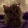 🐱
