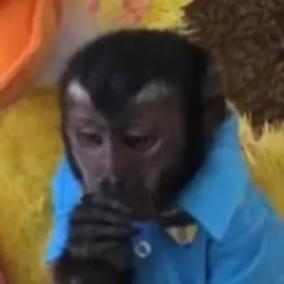 macaques ultimate whatsapp stickers