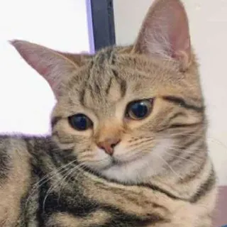 🤨 gatto, animale, animale domestico, gatto domestico, felino telegram sticker