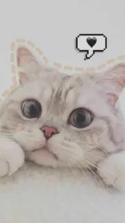 ❣ cat, kitten, animal, pet, cute, adorable telegram sticker