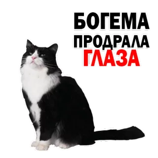 😊 БОГЕМА ПРОДРАЛА ГЛАЗА gato, texto russo, adesivo, gato preto e branco whatsapp sticker