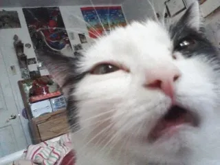 😵 кот, животное, питомец, домашний telegram sticker