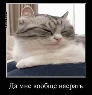 🌟 Да мне вообще насрать mèo, meme, hài hước, động vật, thú cưng, hoài nghi whatsapp sticker