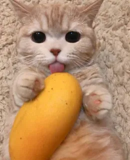 😻 gato, manga, fofo, animal, animal de estimação, comida, língua, gatinho telegram sticker
