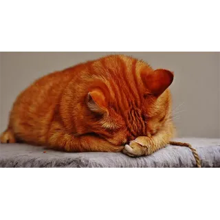🤦 gato, animal, mascota, dormilón, gato atigrado naranja telegram sticker
