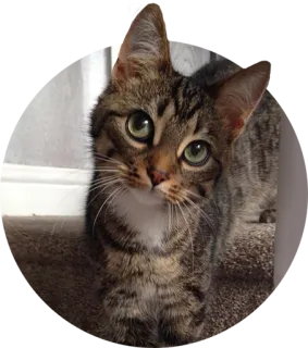 👀 cat, animal, pet, domestic animal, mammal, kitten telegram sticker