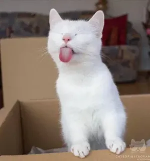 😝 gato, gato branco, animal, animal de estimação, fofo, engraçado, língua telegram sticker
