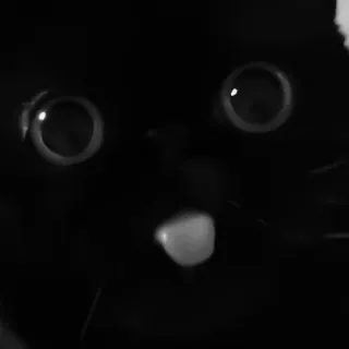 🐈‍⬛️ черный кот, животное, питомец, кот, глаза, милый telegram sticker