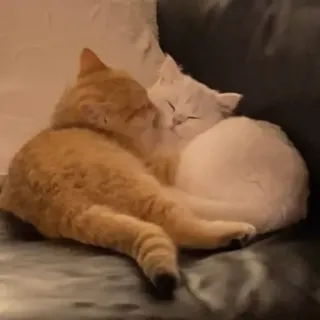 💓 gatto, gatti, gattino, gattini, animale domestico, animali domestici, animali, carino, dormire telegram sticker