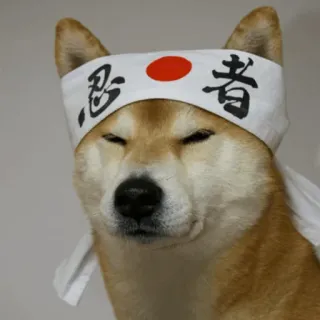 😑 忍者 chien, Shiba Inu, ninja, bandeau, Japon, japonais telegram sticker