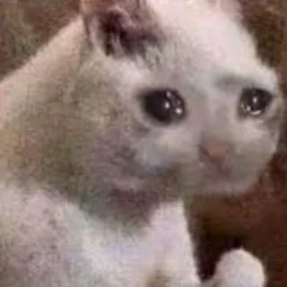 😢 kucing, sedih, meme, menangis, hewan, hewan peliharaan, kucing putih telegram sticker