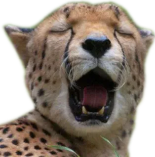 🌄 cheetah, animal, cat, yawning, spotted, wildlife whatsapp sticker