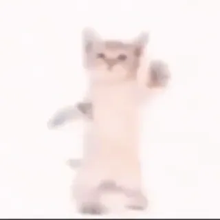 🐱 gato, baile, animal, mascota, lindo, meme whatsapp sticker