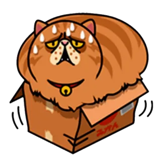 😲 みかん кот, коробка, апельсин, животное, питомец, потеющий whatsapp sticker