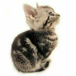 😺 chaton, chat, animal, animal de compagnie, mignon, félin, domestique telegram sticker