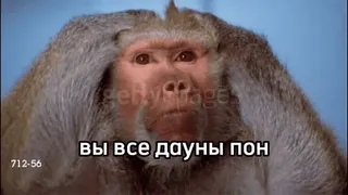 💫 вы все дауны пон monyet, hinaan, kera, hewan, frustrasi telegram sticker