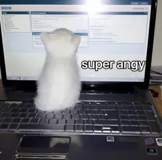 😡 super angy cat, angry, meme, funny, pet, computer whatsapp sticker