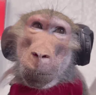 😂 macaco, fones de ouvido, animal, mamífero, fofo, retrato whatsapp sticker