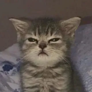 😂 猫, 子猫, 動物, 可愛い, ペット, ネコ whatsapp sticker