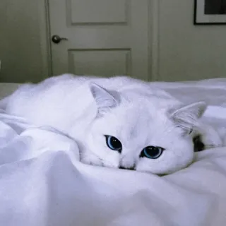 😟 mèo, mèo trắng, mắt xanh, động vật, vật nuôi, dễ thương, thú cưng, mèo telegram sticker
