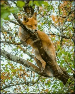 🍁 fuchs, tier, baum, natur, wildtier, schlaf, säugetier telegram sticker